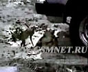  Cкачать Видео Бесплатное